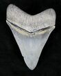 Beautiful Megalodon Tooth - Venice, Florida #21599-2